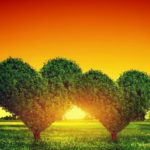 heart-shape-two-trees-sunset-wallpaper-768×480