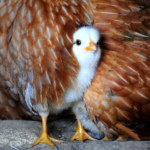 chick